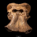 Cranio del Paleoloxodon mnaidriensis, l’elefante di taglia media  - Foto arch. Museo Gemmellaro